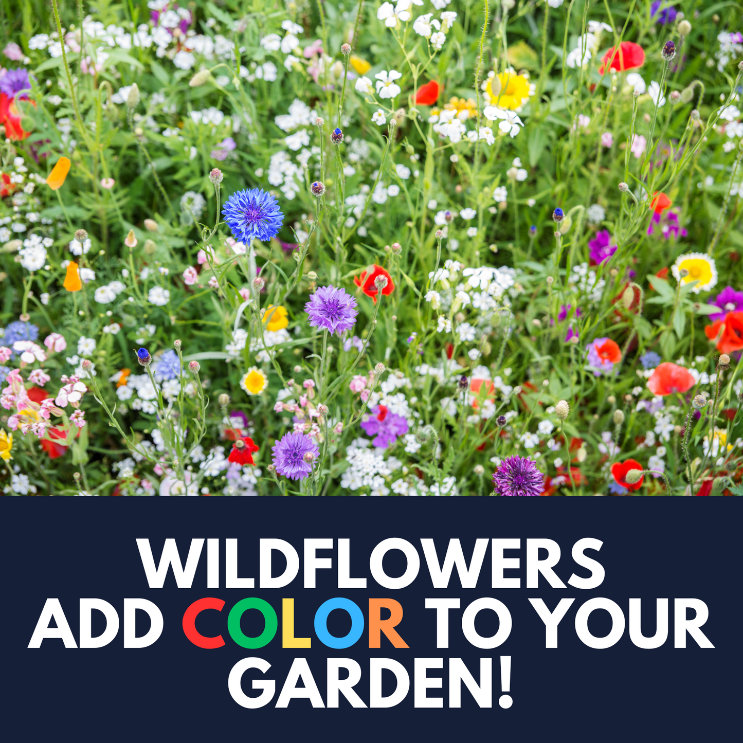 All Perennial Wildflower Mix