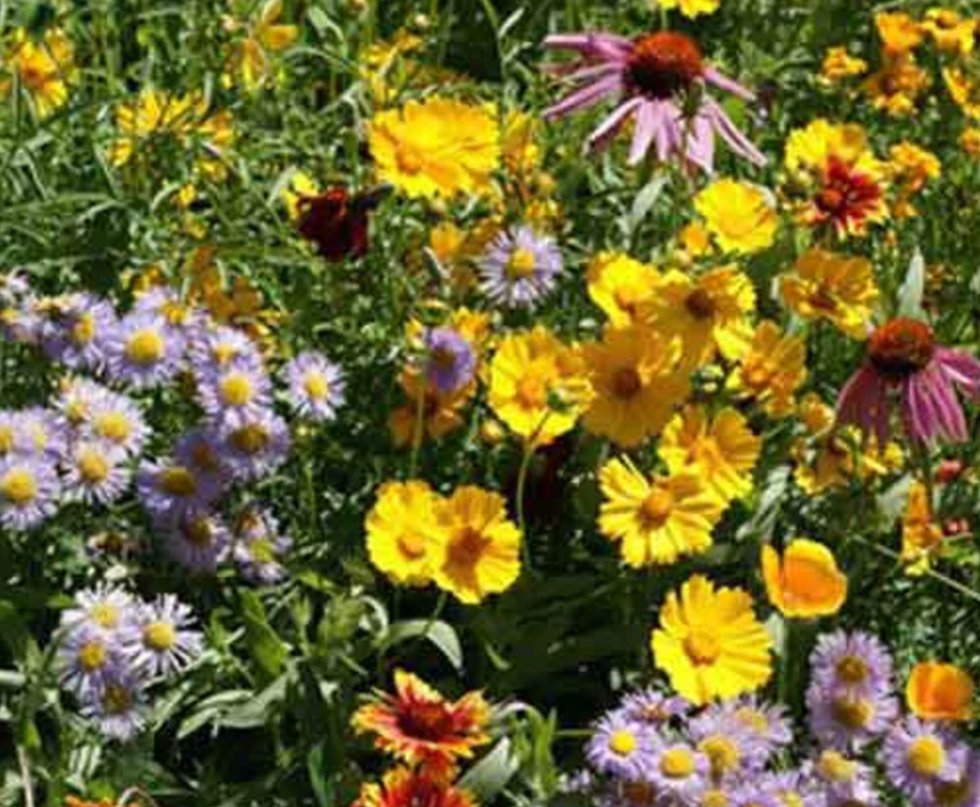 Bee Wildflower Mix