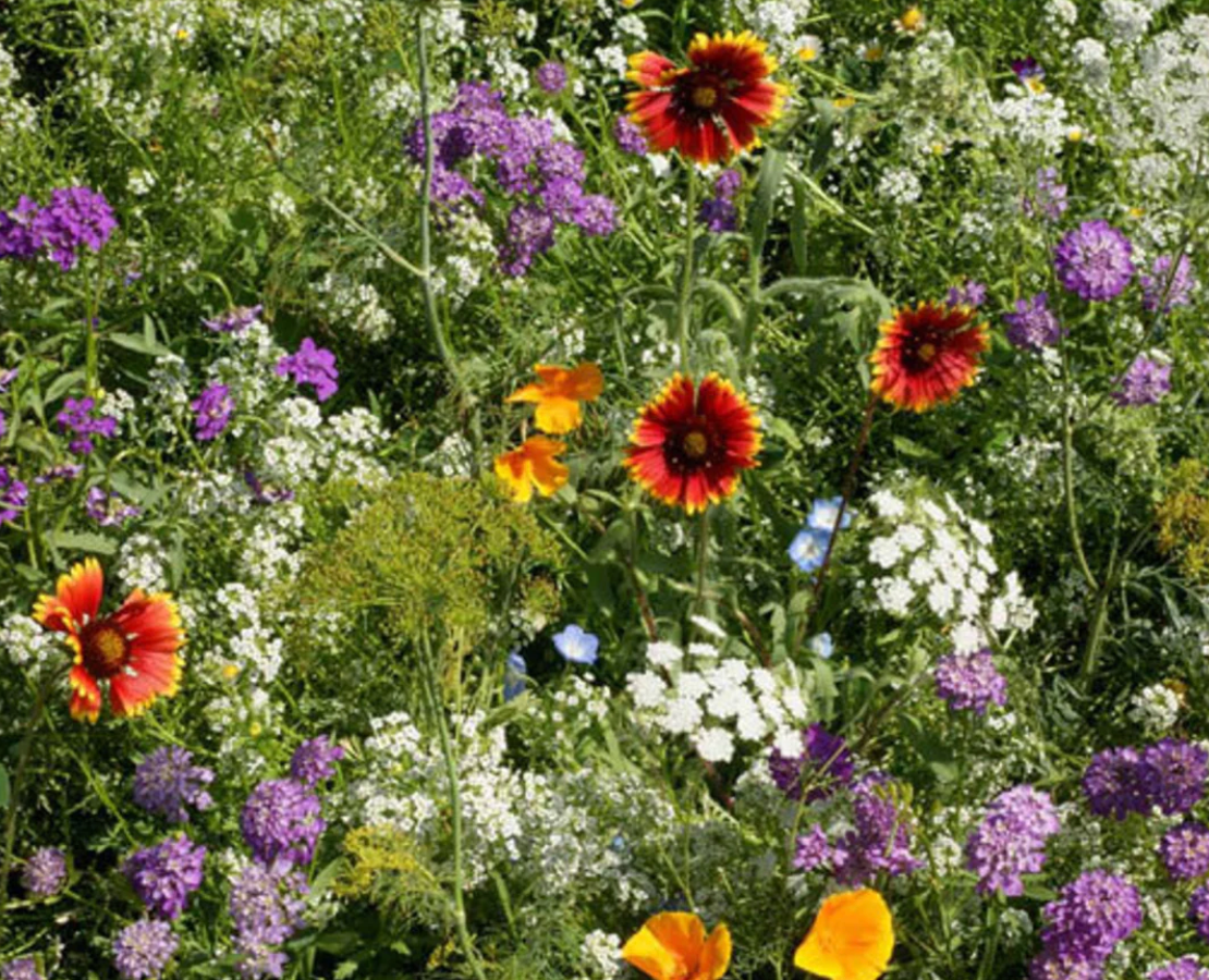 Beneficial Bug Wildflower Mix