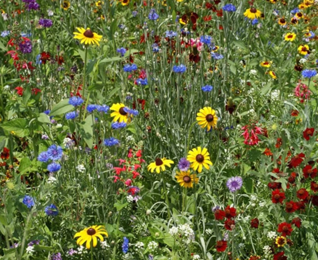 Birds & Butterfly Wildflower Mix