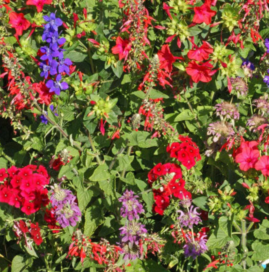 Hummingbird Wildflower Mix