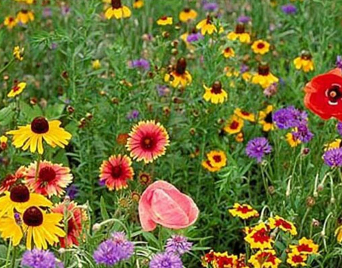 Midwest Wildflower Mix