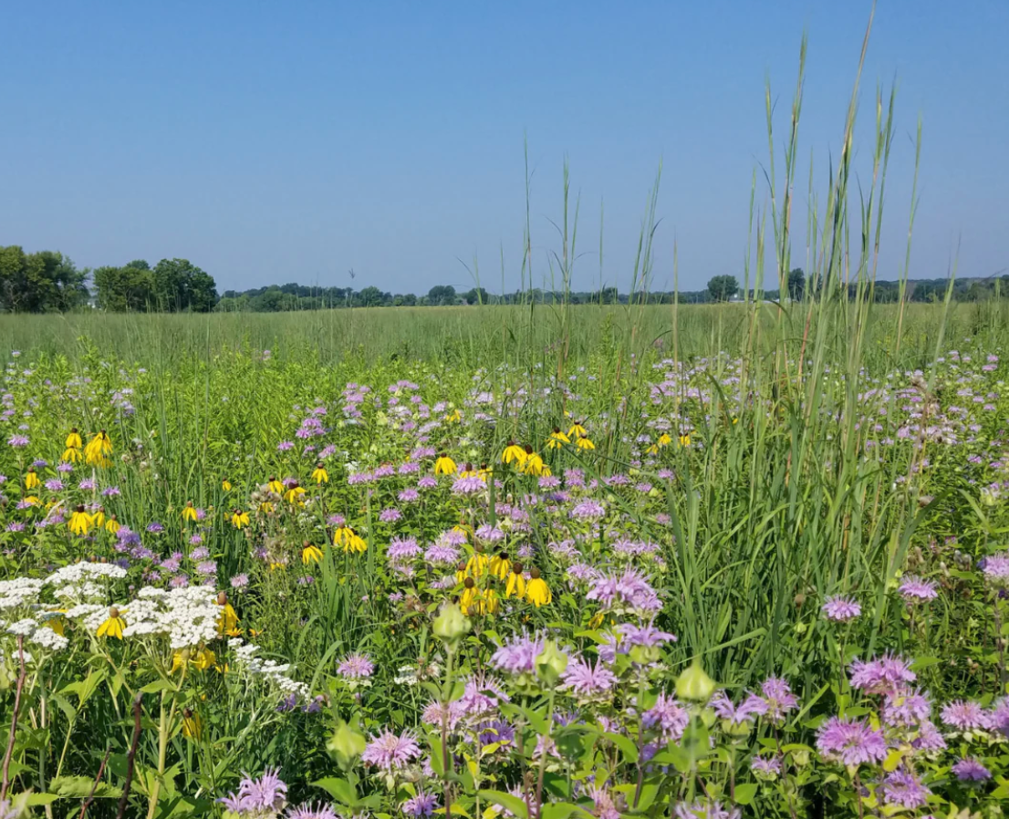 Native Prairie Wildflower Mix