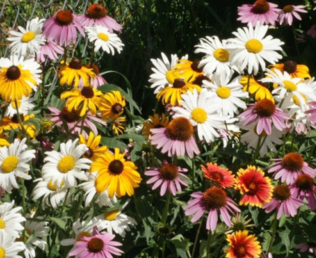 All Perennial Wildflower Mix