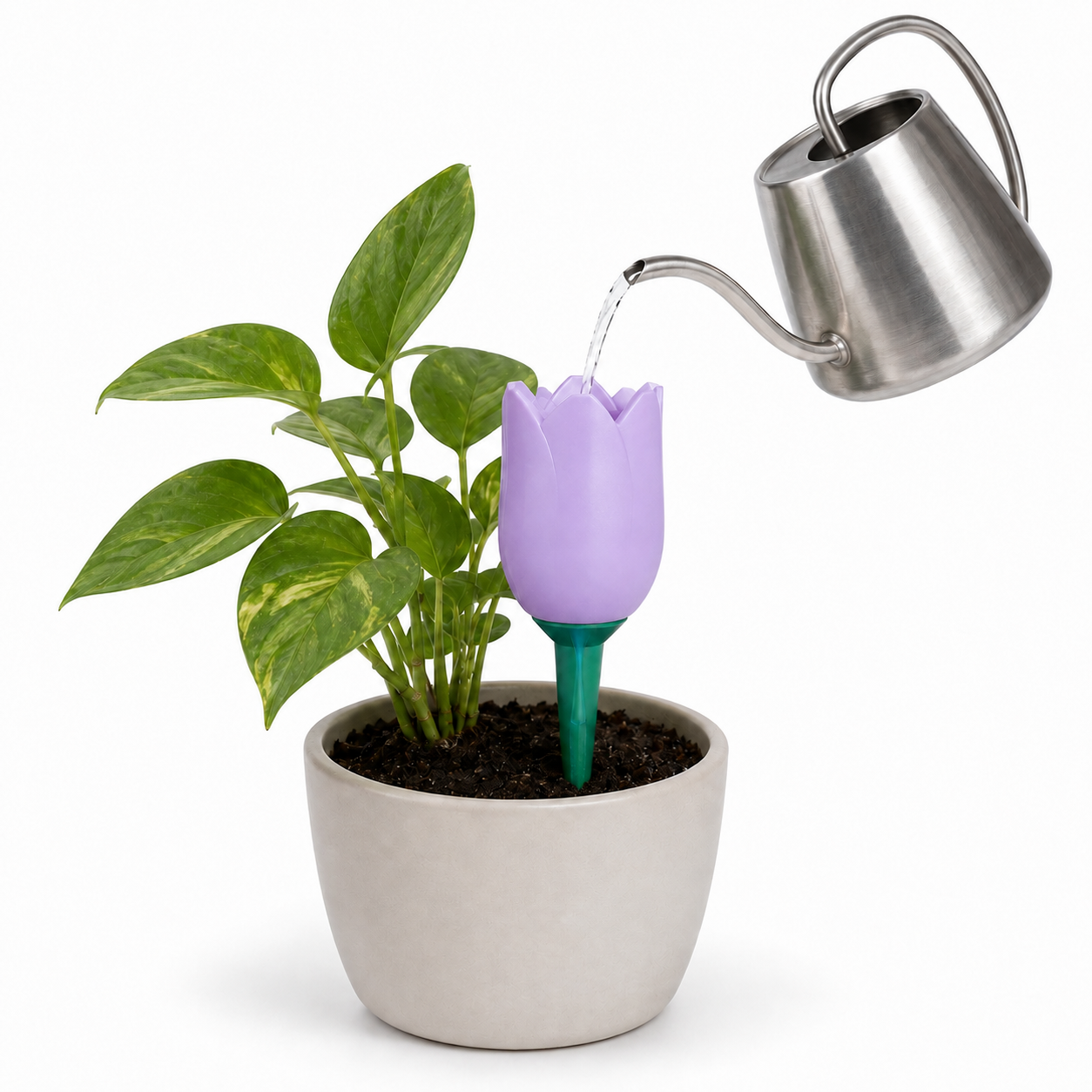 Tulip Watering Spike