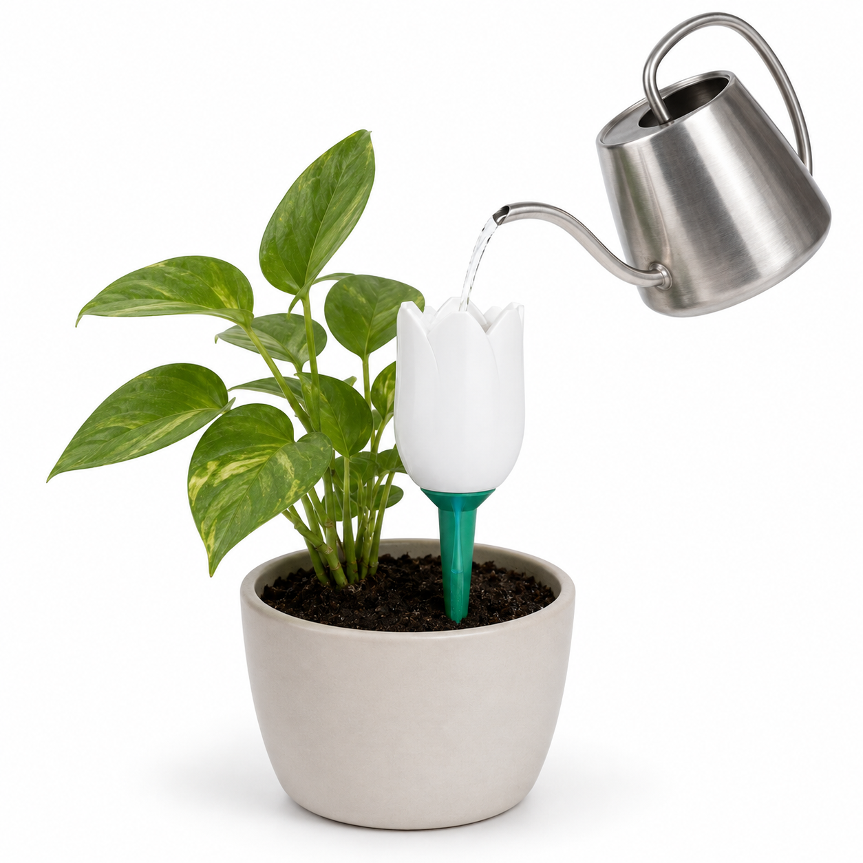 Tulip Watering Spike
