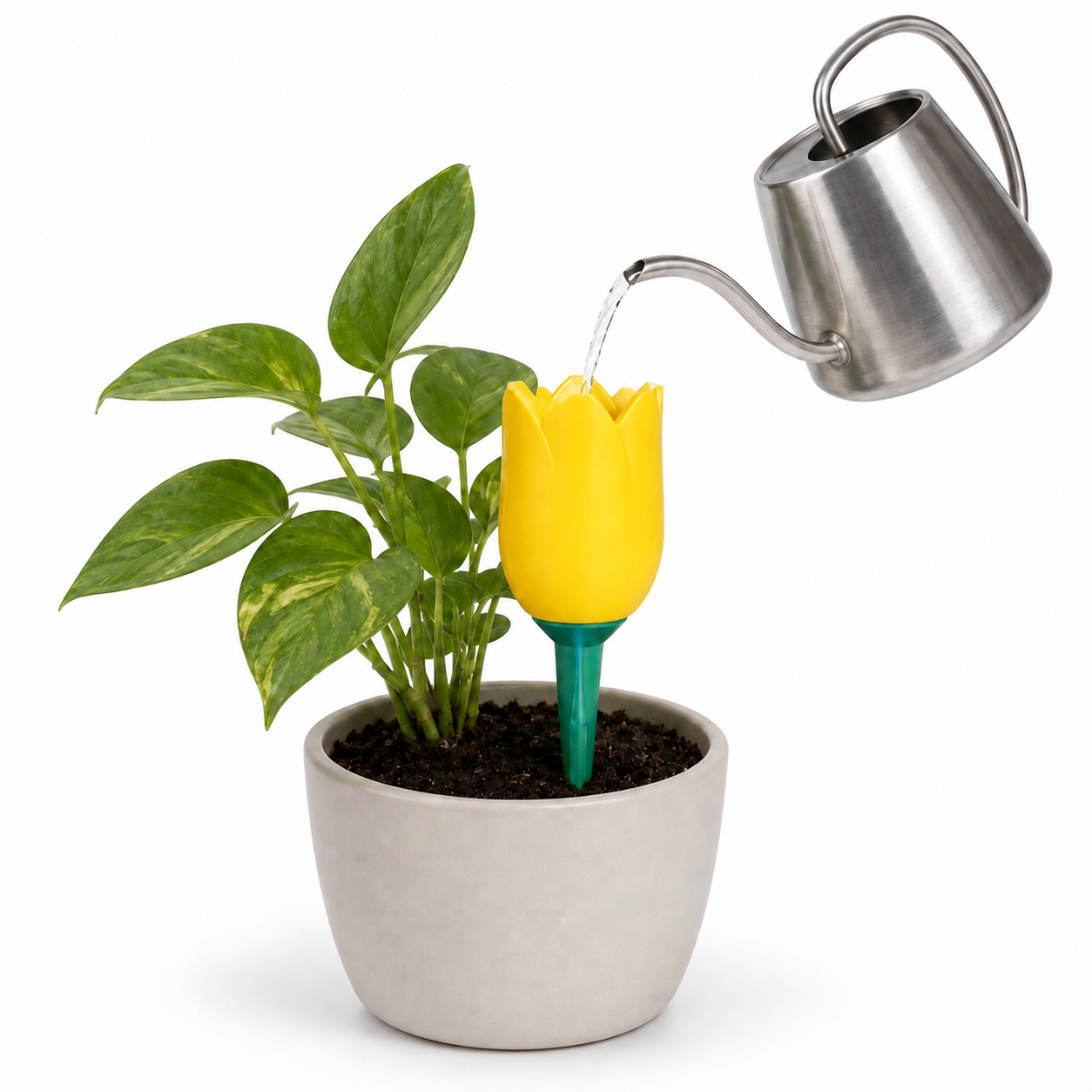 Tulip Watering Spike