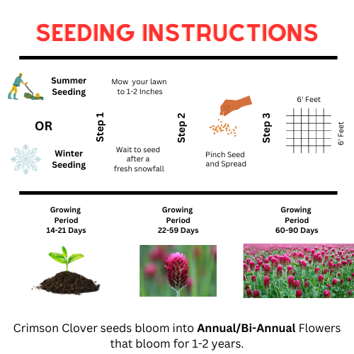 Crimson Clover Seed