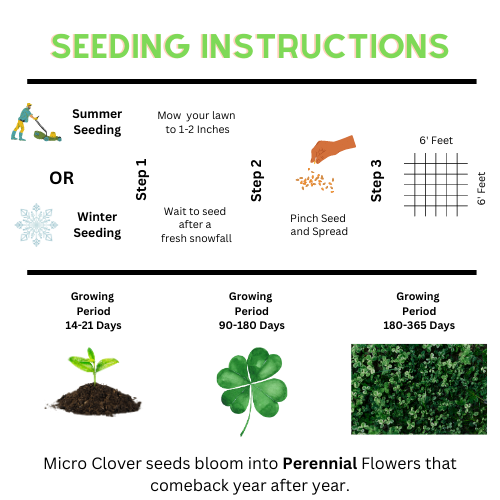 Micro Clover Seed