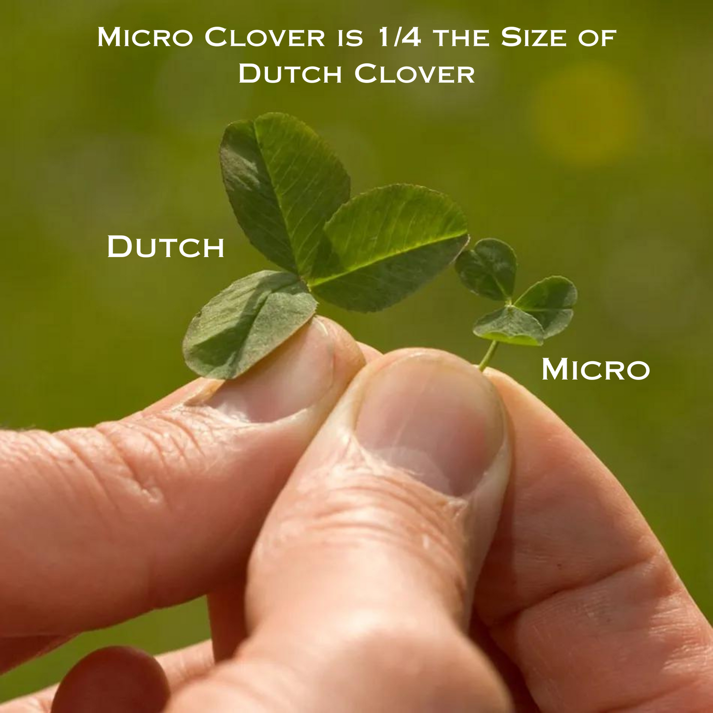 Micro Clover Seed